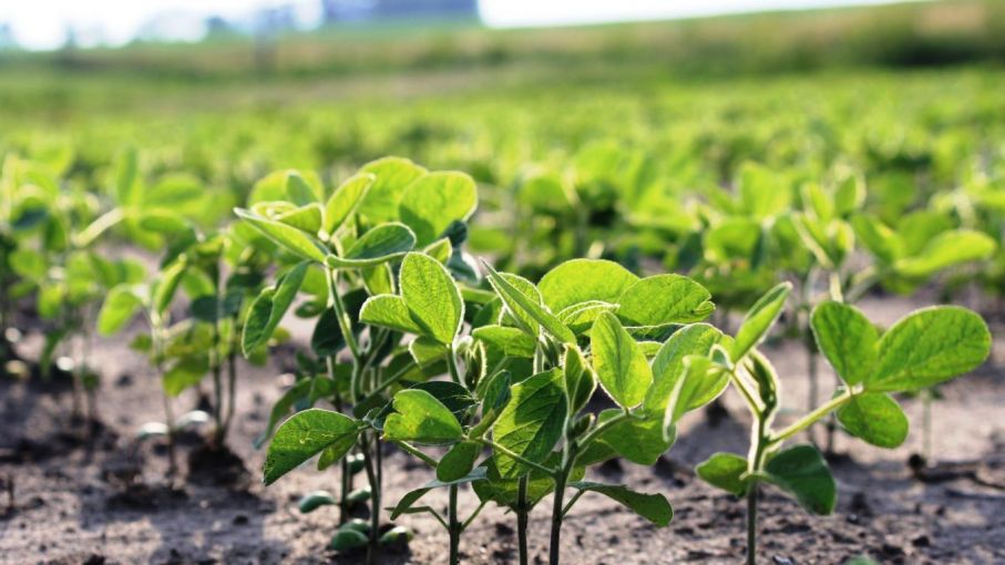 El USDA recortó la estimación de cosecha de soja en EEUU e impulsó los precios en Chicago