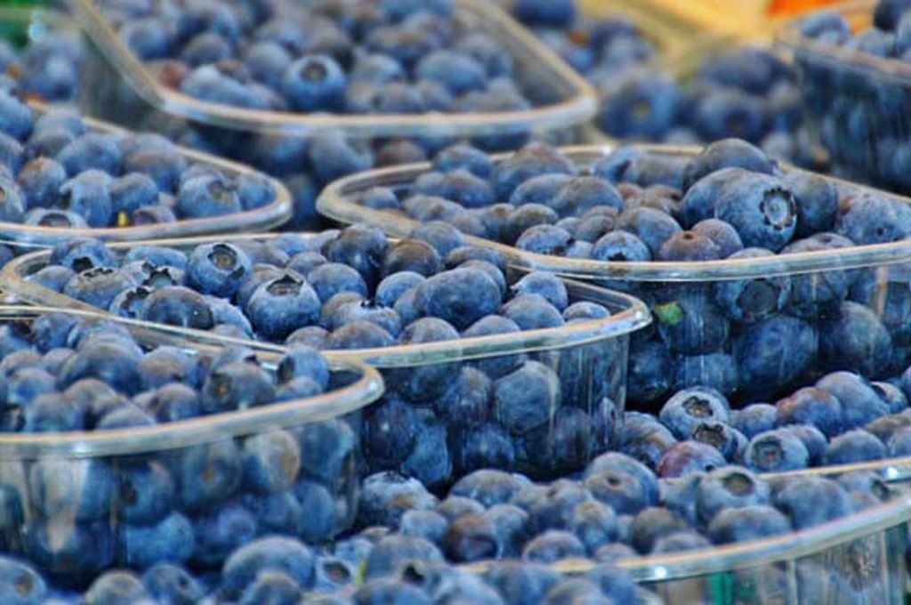 Fallo de EE.UU  favorece a las exportaciones de los arándanos argentinos