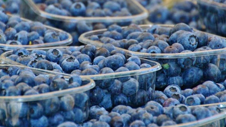 Fallo de EE.UU  favorece a las exportaciones de los arándanos argentinos