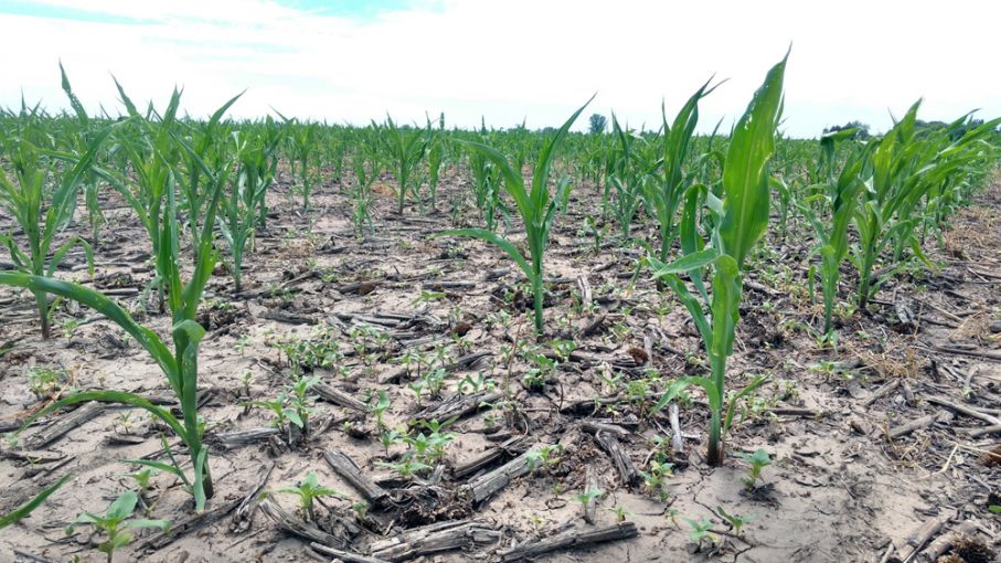 Destacan el desarrollo de la soja y del maíz tardíos por las lluvias en Santa Fe