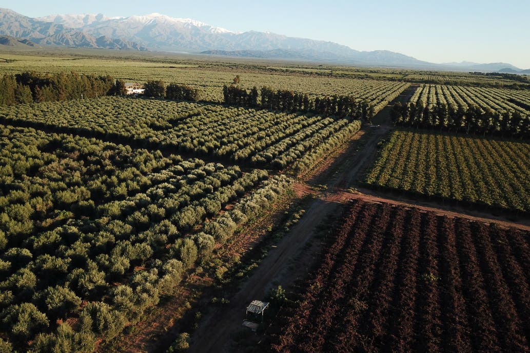 La Rioja tendrá la primera planta de pellets olivícolas del país