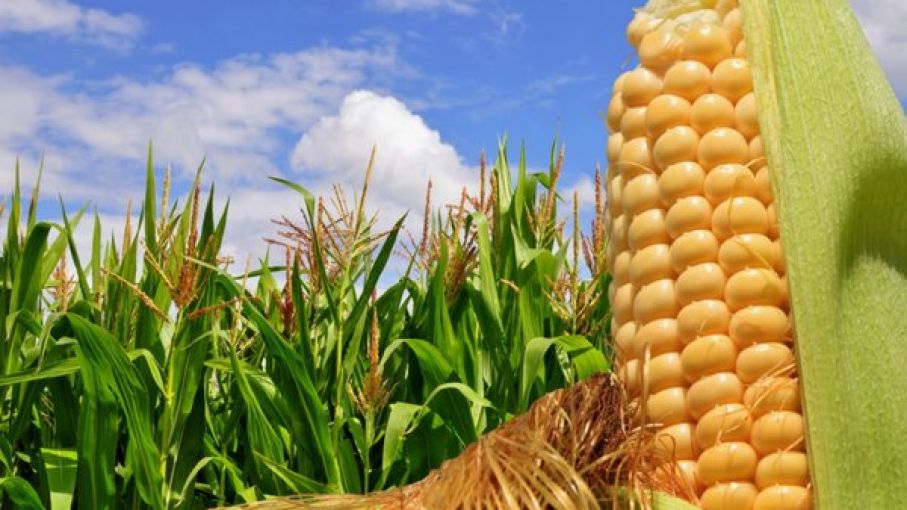 El 10% de los lotes de maíz finalizan la etapa vegetativa en áreas de la Bolsa de Cereales bahiense