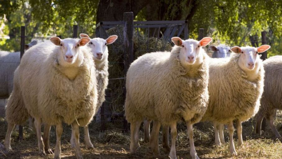 Nación financia proyecto para el desarrollo de valor agregado a la carne ovina de Córdoba