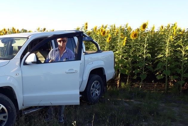 En el NEA, la sequía extrema no detuvo al girasol