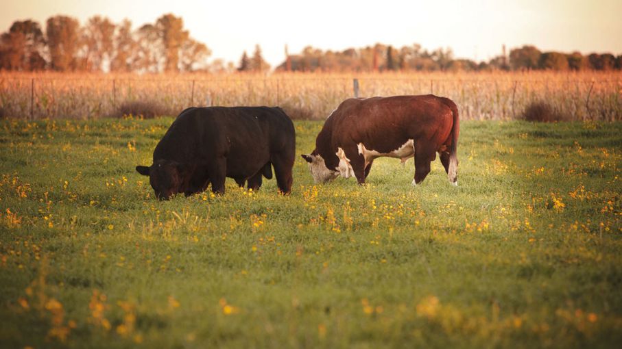 Se faenaron 1,14 millones de cabezas de bovinos en marzo, según el ABC