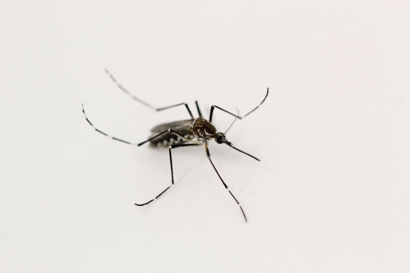 Dengue: por qué controlar al vector Aedes aegypti durante todo el año