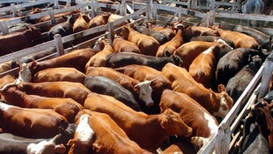 Repuntó en febrero la faena de bovinos tras fuerte caída registrada en enero