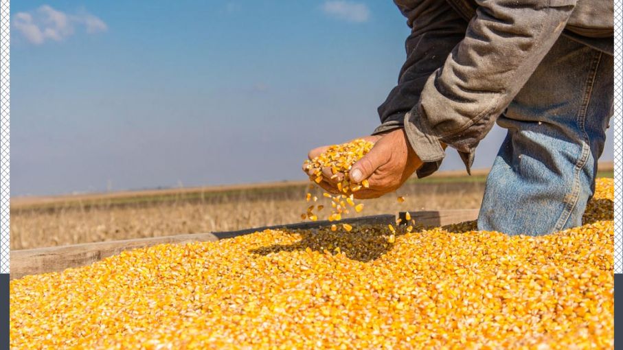 Los fondos realizan la mayor venta masiva de maíz desde 2019, antes del informe del USDA