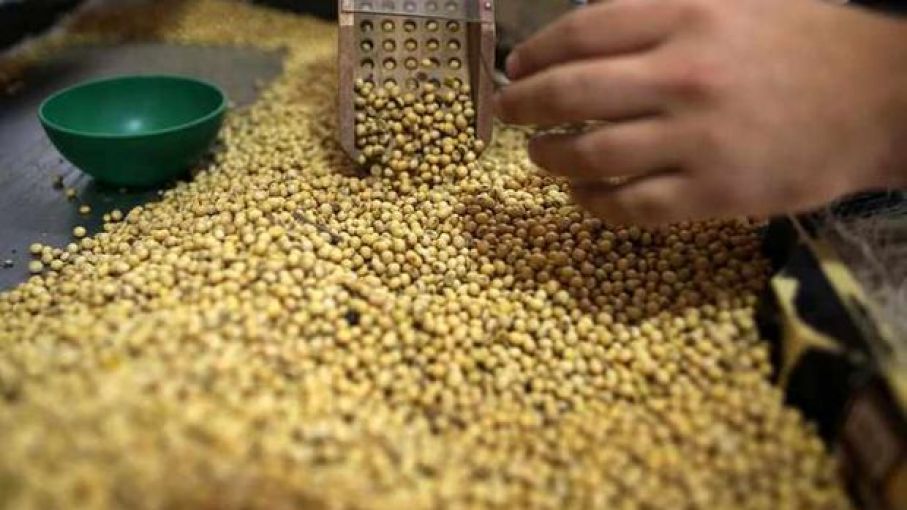La industria de semillas de China busca mejores leyes para apoyar la innovación