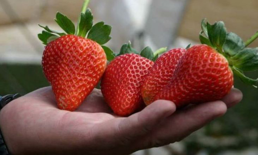 Productores de fruta chaqueños ampliarán su producción para abastecer a Danone
