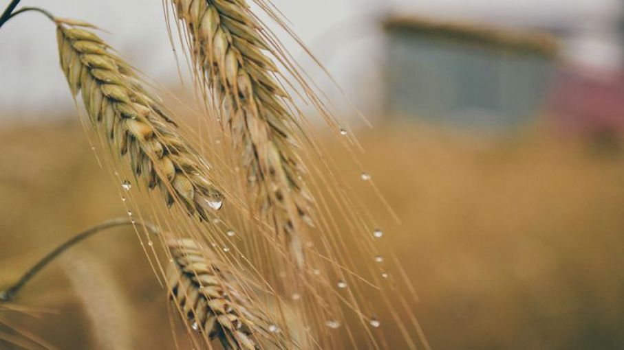 El pronóstico de lluvia para las llanuras de EE. UU. Lleva el trigo a su nivel más bajo en un mes