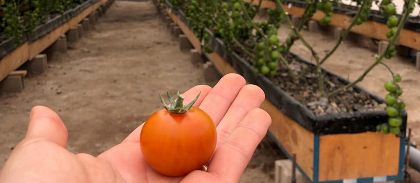 La startup de EAU agritech recauda 50 millones de dólares en bonos para cultivar tomates en el desierto