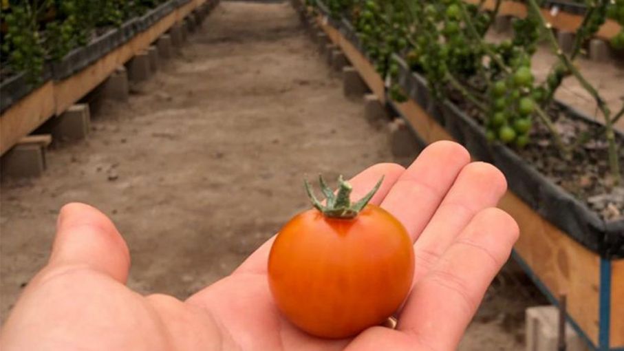 La startup de EAU agritech recauda 50 millones de dólares en bonos para cultivar tomates en el desierto
