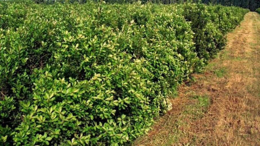 Los nuevos valores de materia prima de yerba mate serán fijados por la Secretaría de Agricultura