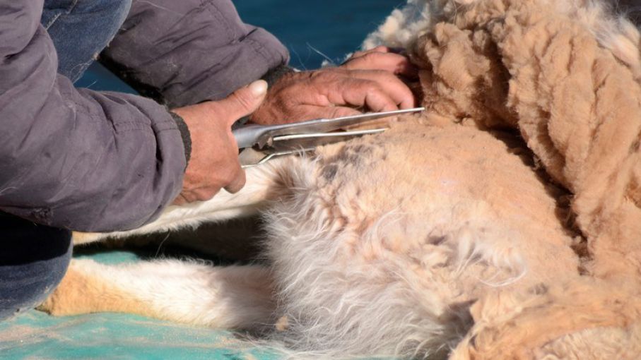 En Catamarca obtuvieron más de 800 kilos de fibra de vicuña en esquilas durante la pandemia