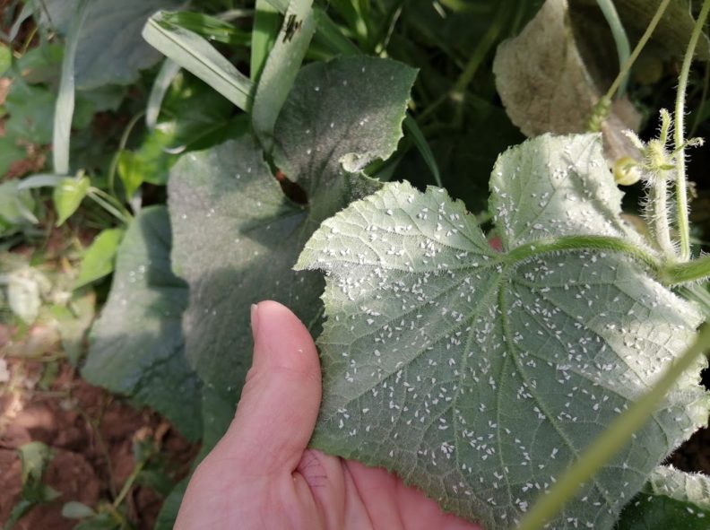 Hongos endófitos nativos: soluciones específicas y un mundo por descubrir para el control de plagas y enfermedades en la agricultura