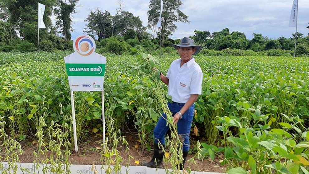 Destacan en feria agro de Bolivia variedades de Soja 