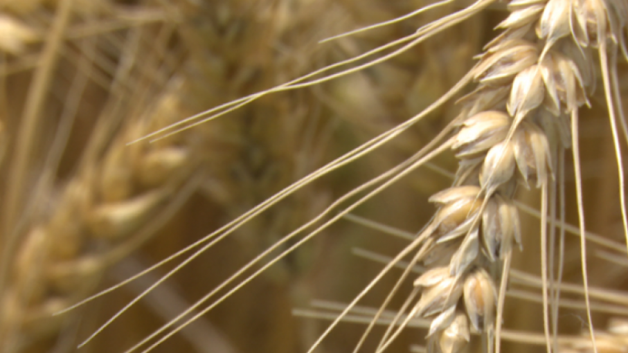 El segundo productor de trigo más grande del mundo, India, anuncia una prohibición parcial de exportación de trigo