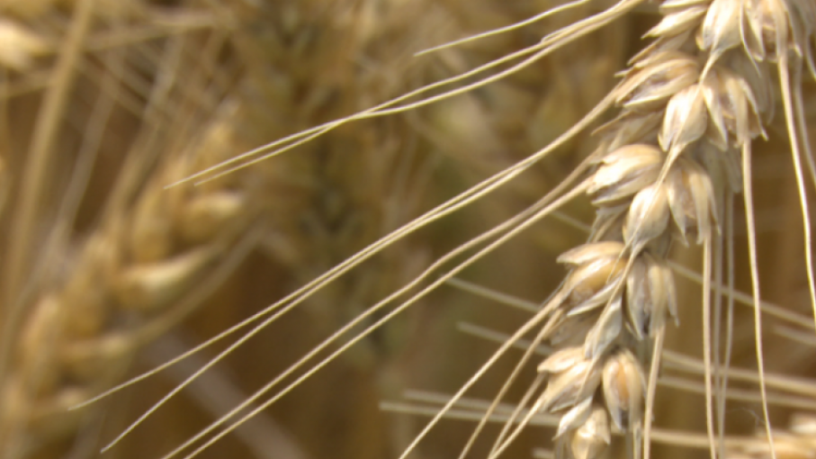 El fenómeno de La Níña comenzó a diluirse y prevén siembra de trigo