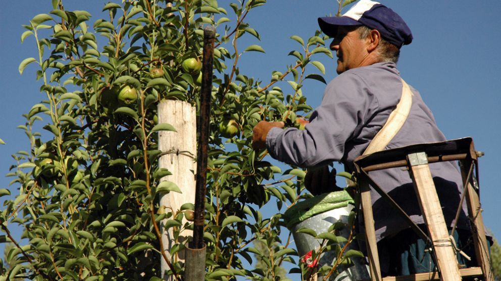 Renatre pide hacer foco en la vacunacin de trabajadores rurales