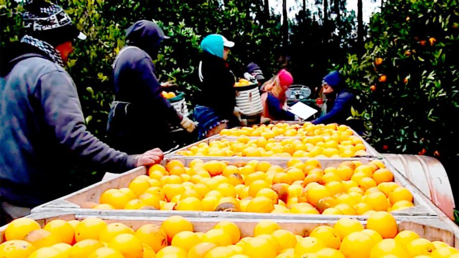 La Federación del Citrus de Entre Ríos dijo que "es difícil conseguir" mano de obra para el sector