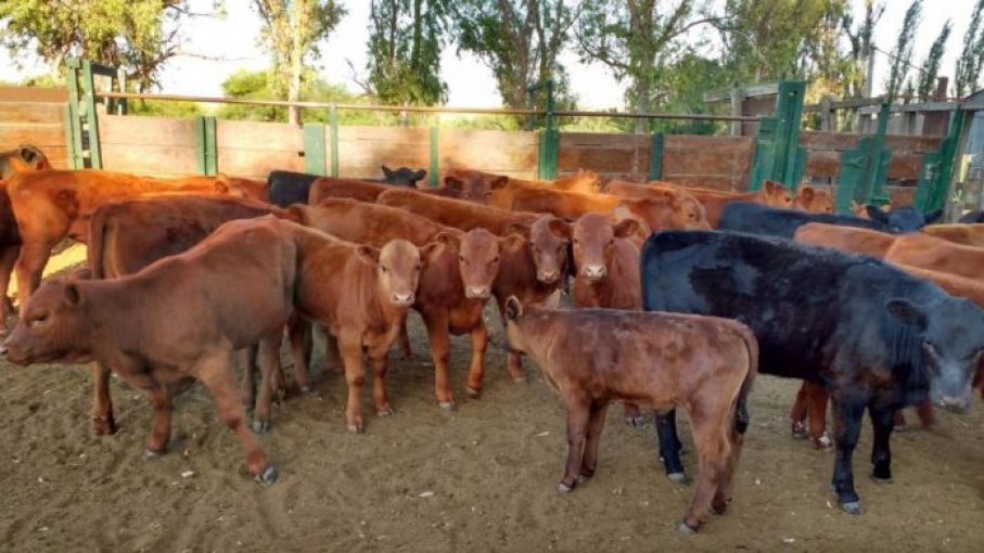 Matarifes advierten menor oferta de animales de engorde a corral y presión sobre los precios