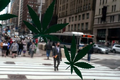 Colombia realizó, de manera legal, el primer envío de cannabis a Estados Unidos