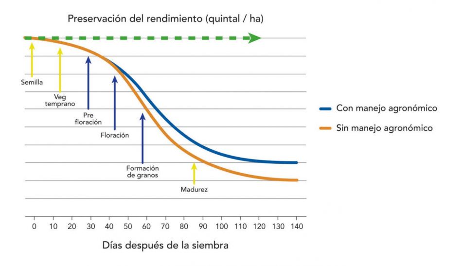 Fortalecer la semilla de trigo... potenciando la genética