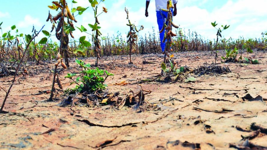 Declaran emergencia agropecuaria en localidades de Mendoza y Río Negro