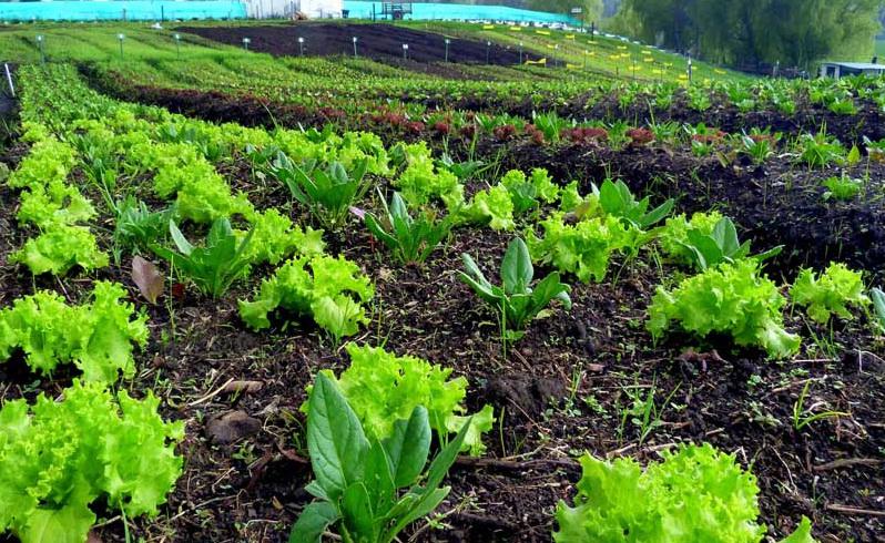 Buscan avanzar en dictamen de proyecto de ley sobre producción orgánica