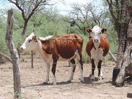 Aseguran que un buen manejo del rodeo bovino permite reducir la emisión de gases de invernadero