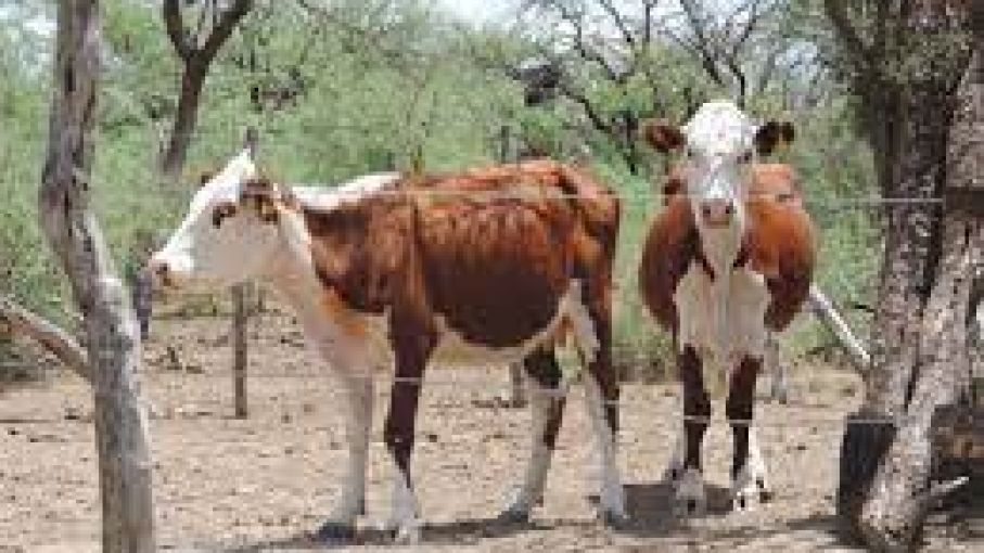 Aseguran que un buen manejo del rodeo bovino permite reducir la emisión de gases de invernadero