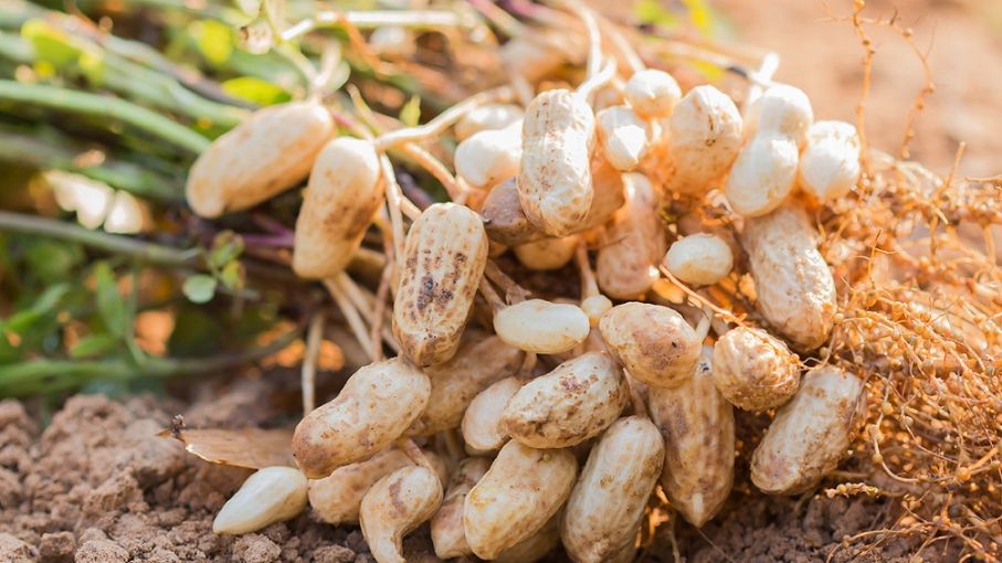 Crece el cultivo de maní y especialistas plantean la necesidad del cuidado del suelo