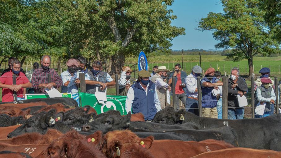 Lo mejor de la genética Angus se mostró en la Prueba Pastoril del Litoral