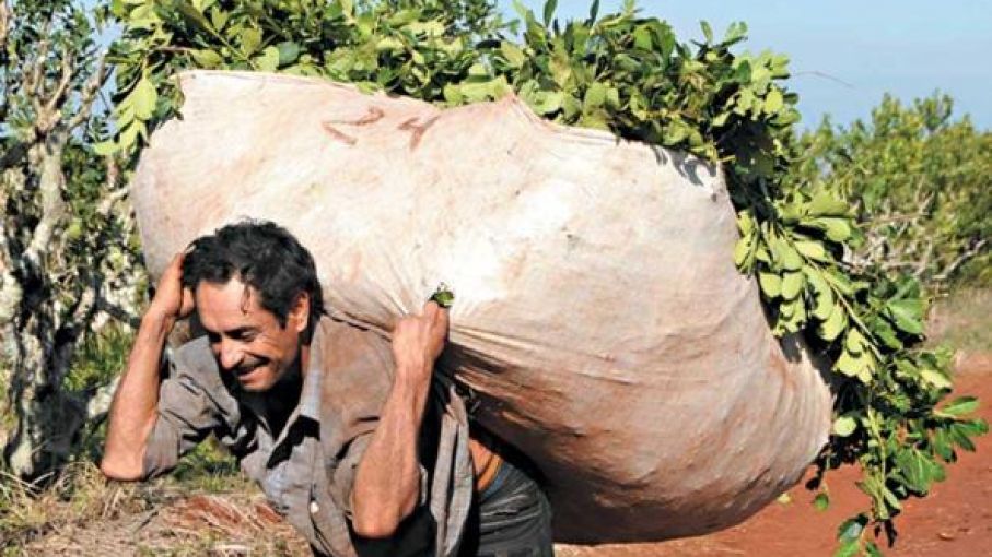 Construirán viviendas para albergar a tareferos mientras dure la zafra de la yerba mate