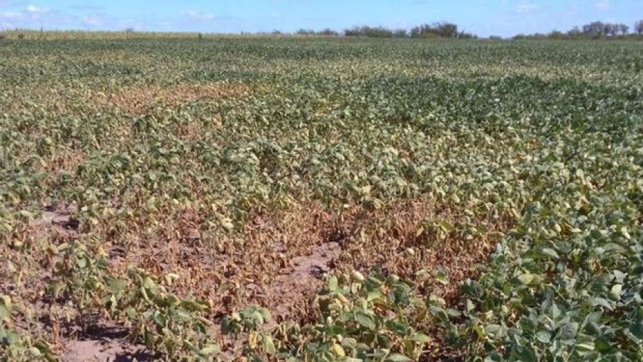 Elevan recomendaciones de nuevas declaraciones de emergencias agropecuarias