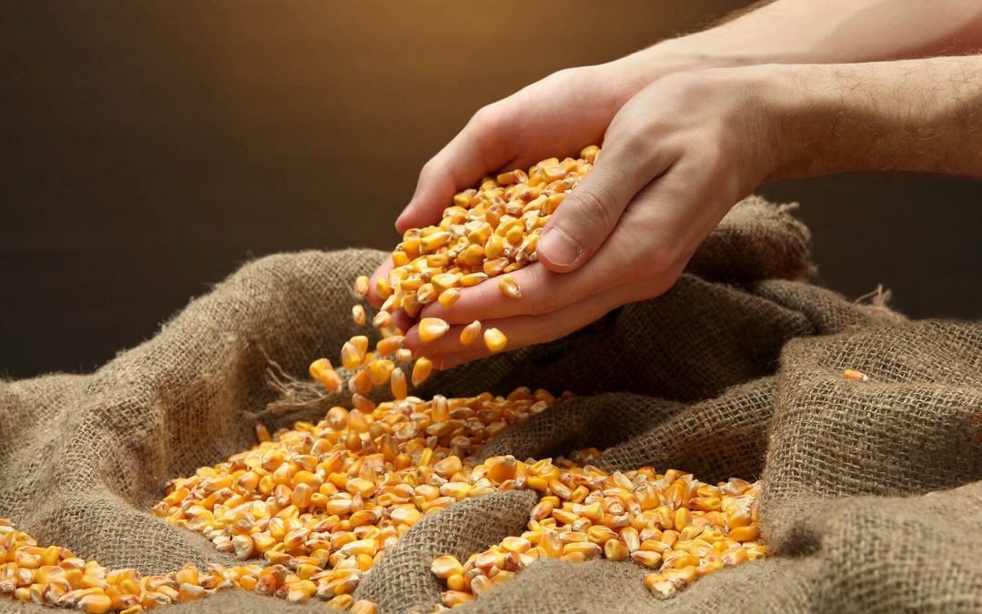 A contramano de Argentina, descienden en el mundo los precios de los alimentos
