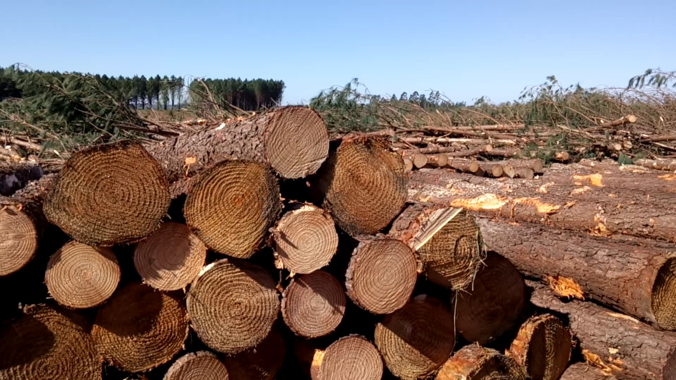 Misiones realizó ronda de negocios internacionales para la foresto-industria