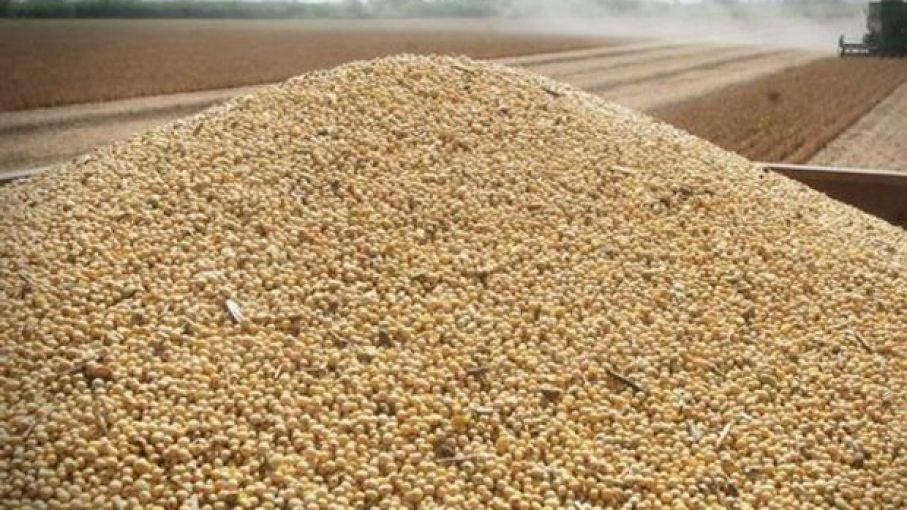 Destacan capacidad del sector semillero para sortear dificultades en pandemia