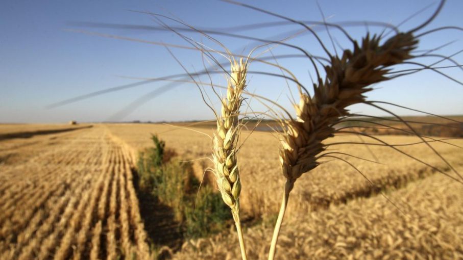 El precio del trigo aumentó 41% en el último año por fuerte demanda y menor disponibilidad