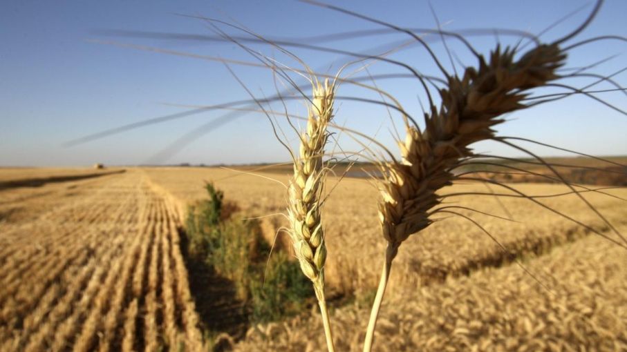 El trigo empezará su ciclo mucho mejor que hace un año atrás