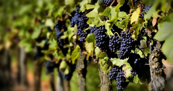 Respaldan estudios sobre regiones vitivinícolas de Mendoza, Salta y San Juan