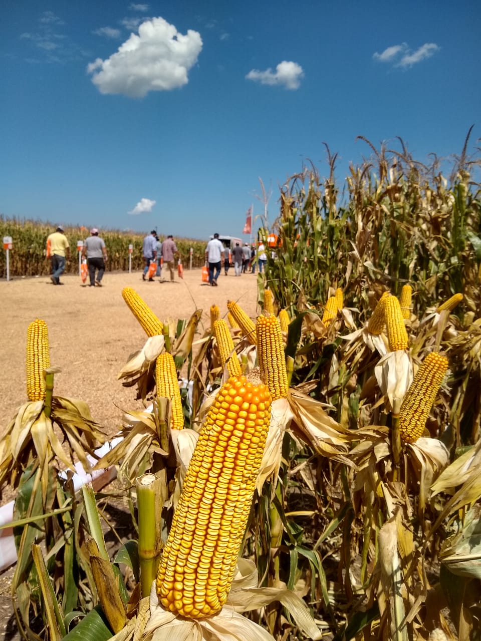 Estabilidad y Sanidad: el mejoramiento genético se muestra a campo