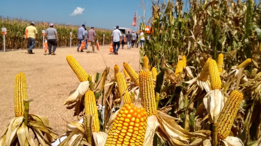 Estabilidad y Sanidad: el mejoramiento genético se muestra a campo