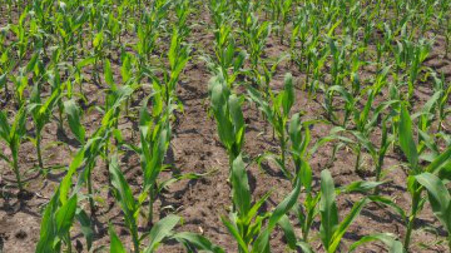 El maíz alcanza un máximo de casi 8 años por problemas de suministro mundial
