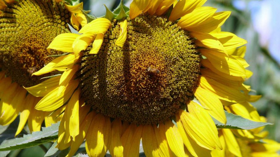 La cosecha de girasol en Santa Fe la peor en 12 años por la sequía
