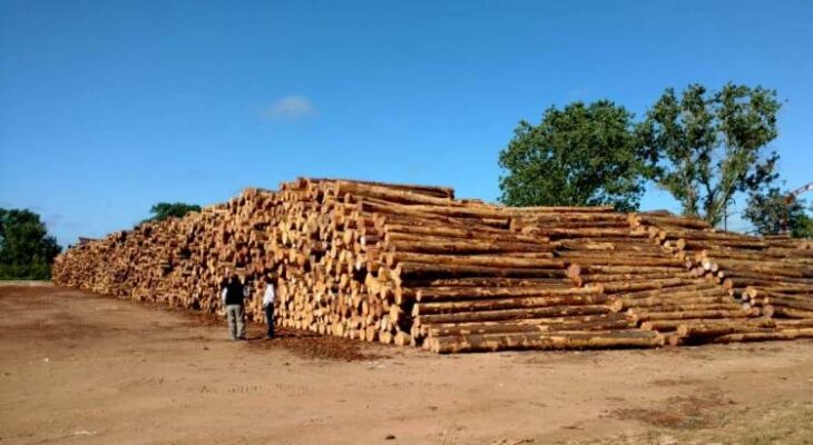 Desde Entre Ríos se exportaron a India y China 33 mil toneladas de madera