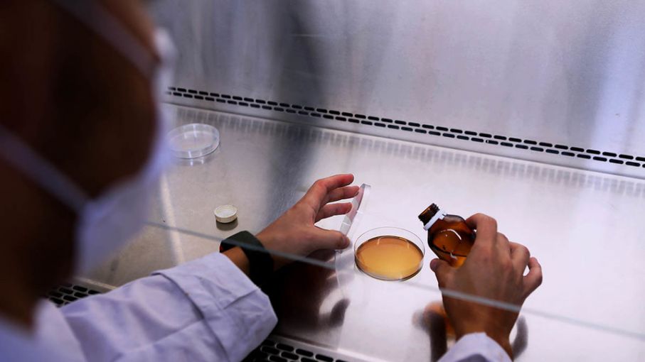 Logran transformar los residuos de soja en productos de valor nutricional