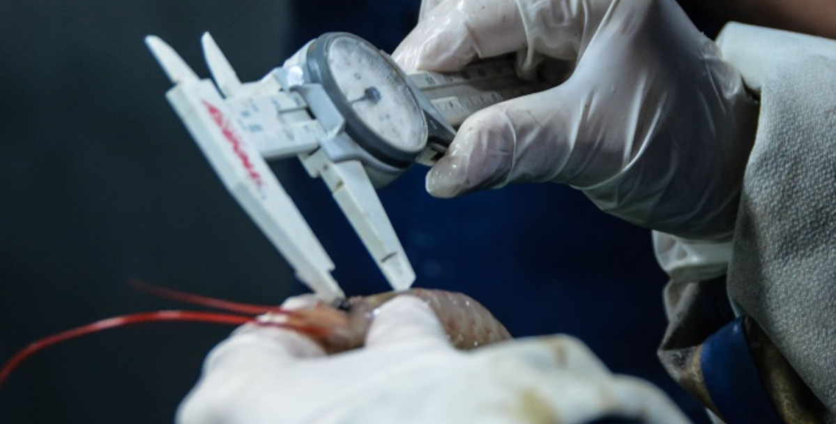 Ajustan protocolo sanitario para próxima temporada de langostino