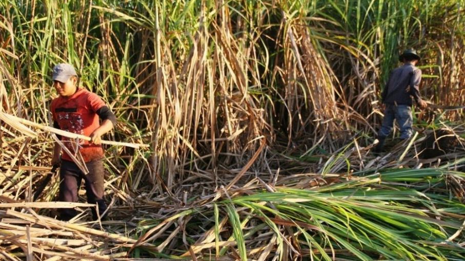 Advierten retroceso en precio de azúcar a poco de iniciar la zafra